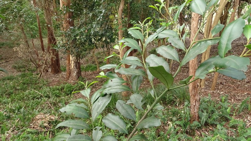 Diospyros australis photo 4