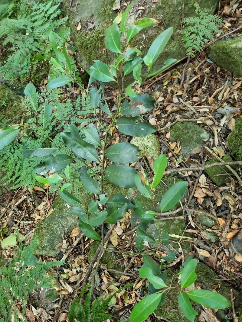 Diospyros australis photo 5