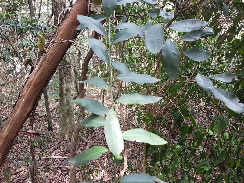 Diospyros australis photo 6
