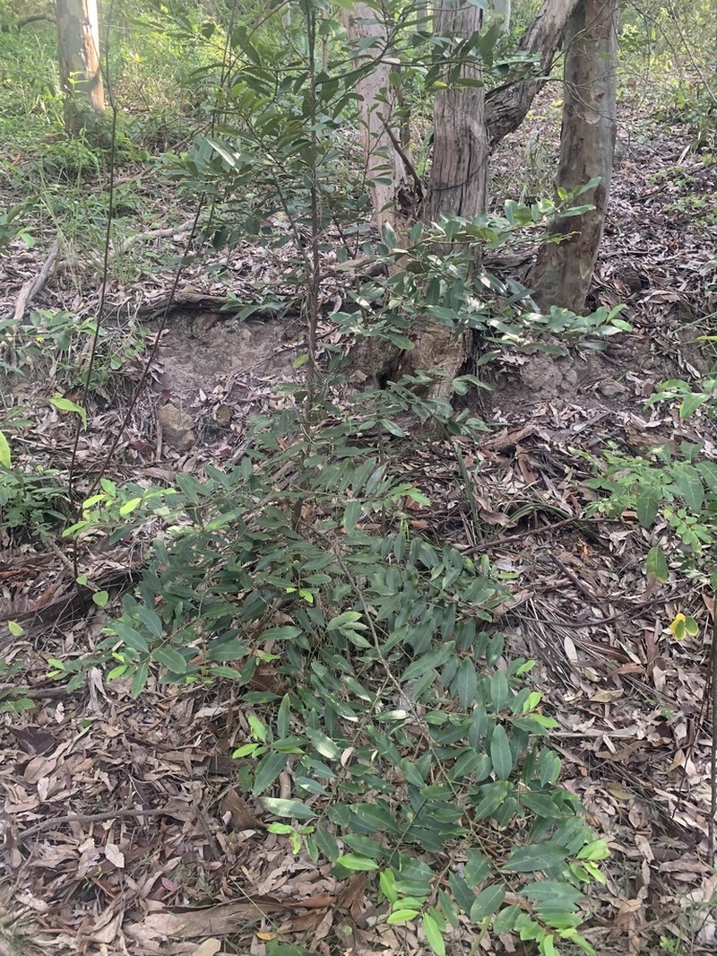 Diospyros australis photo 7