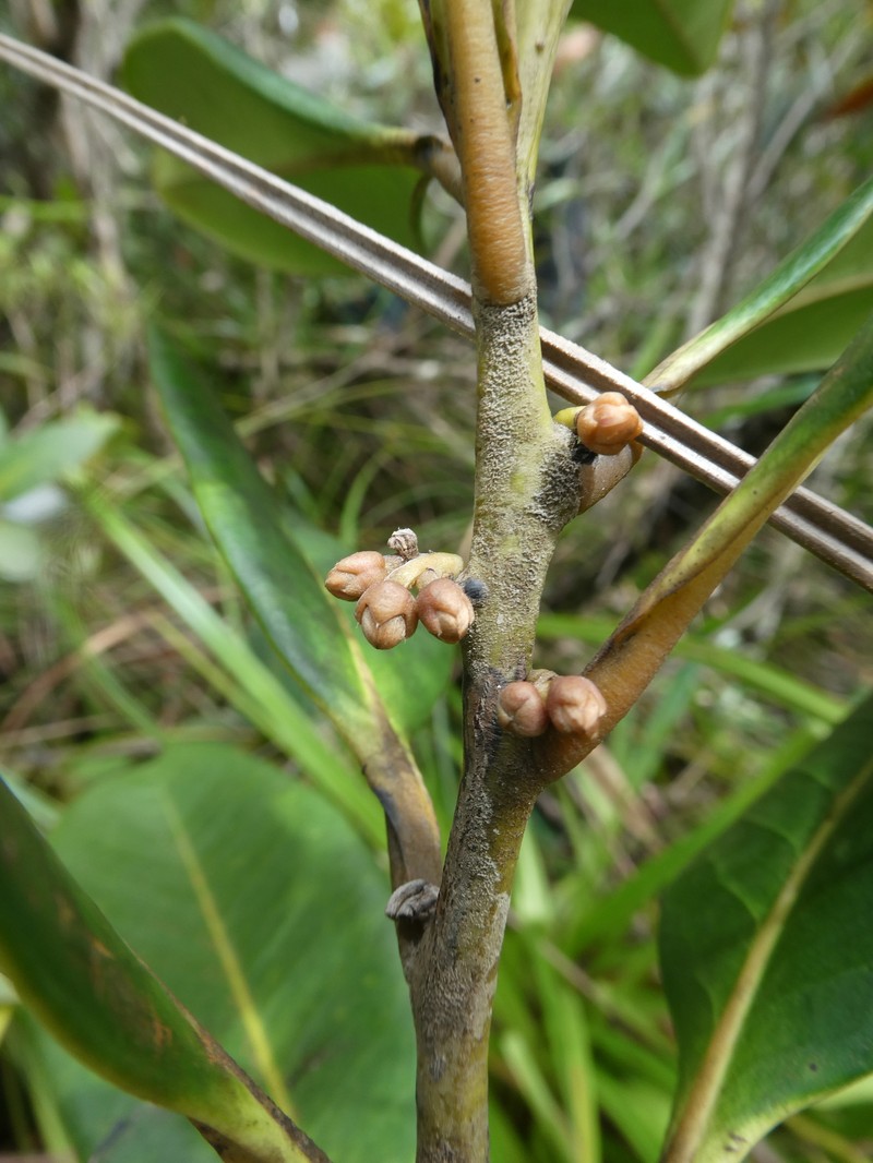 Diospyros balansae photo 2