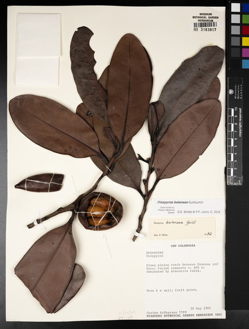 Diospyros balansae photo 3