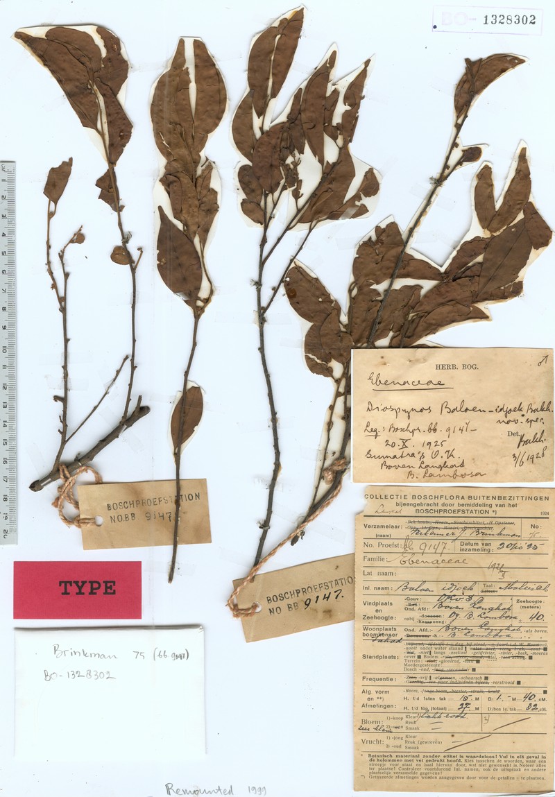 Diospyros baloen-idjoek