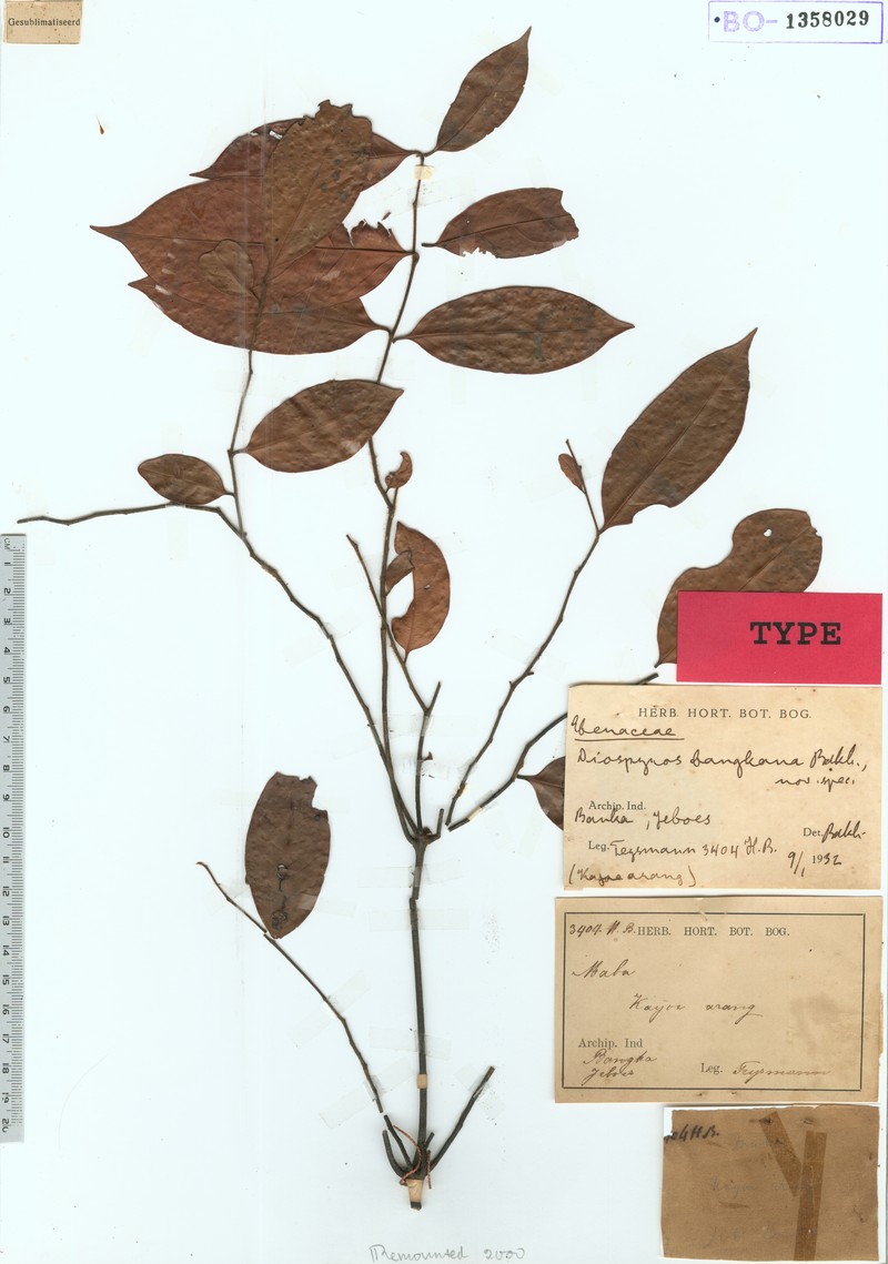 Diospyros bangkana