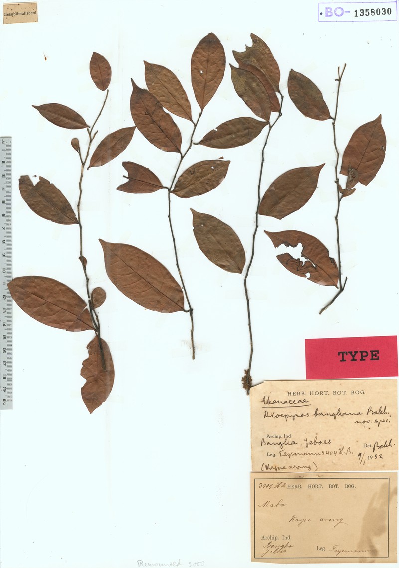 Diospyros bangkana photo 2