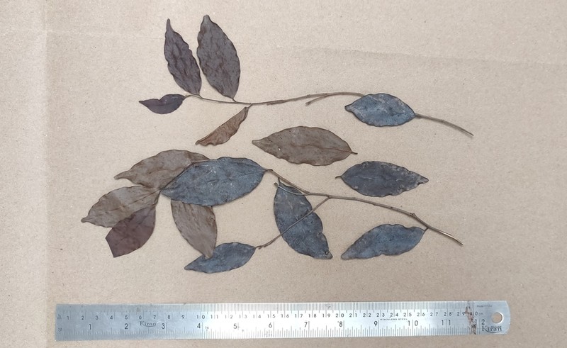 Diospyros barberi