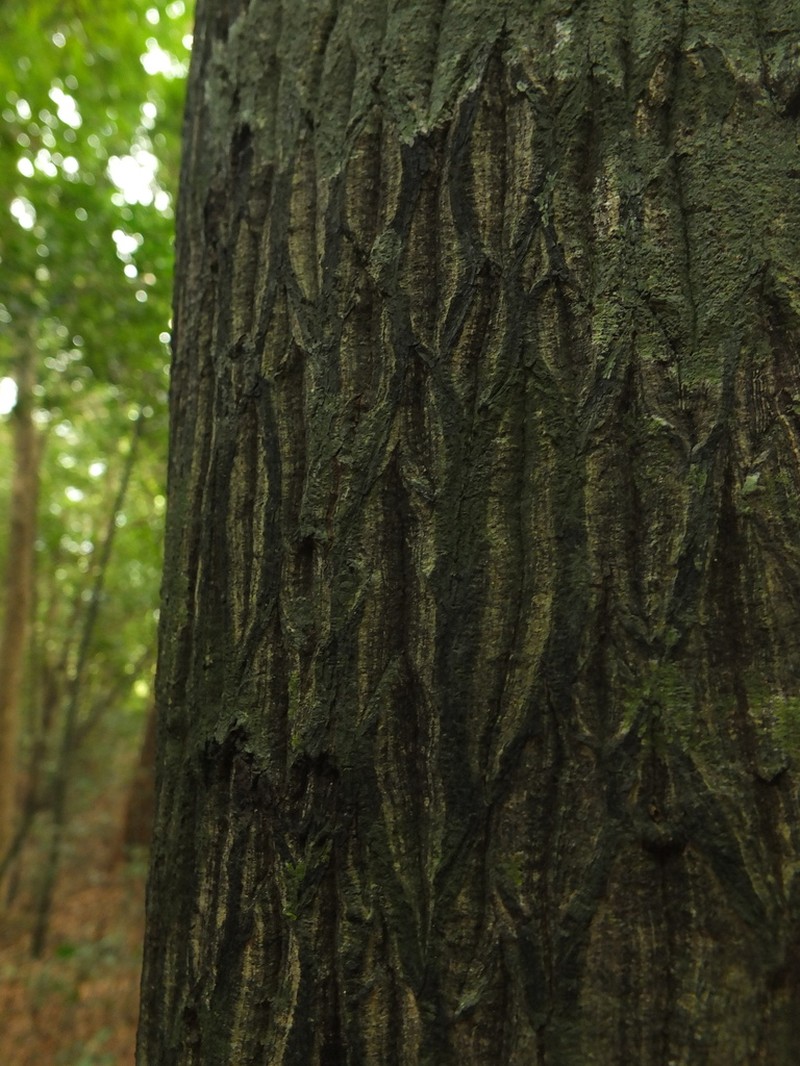 Diospyros barberi photo 2