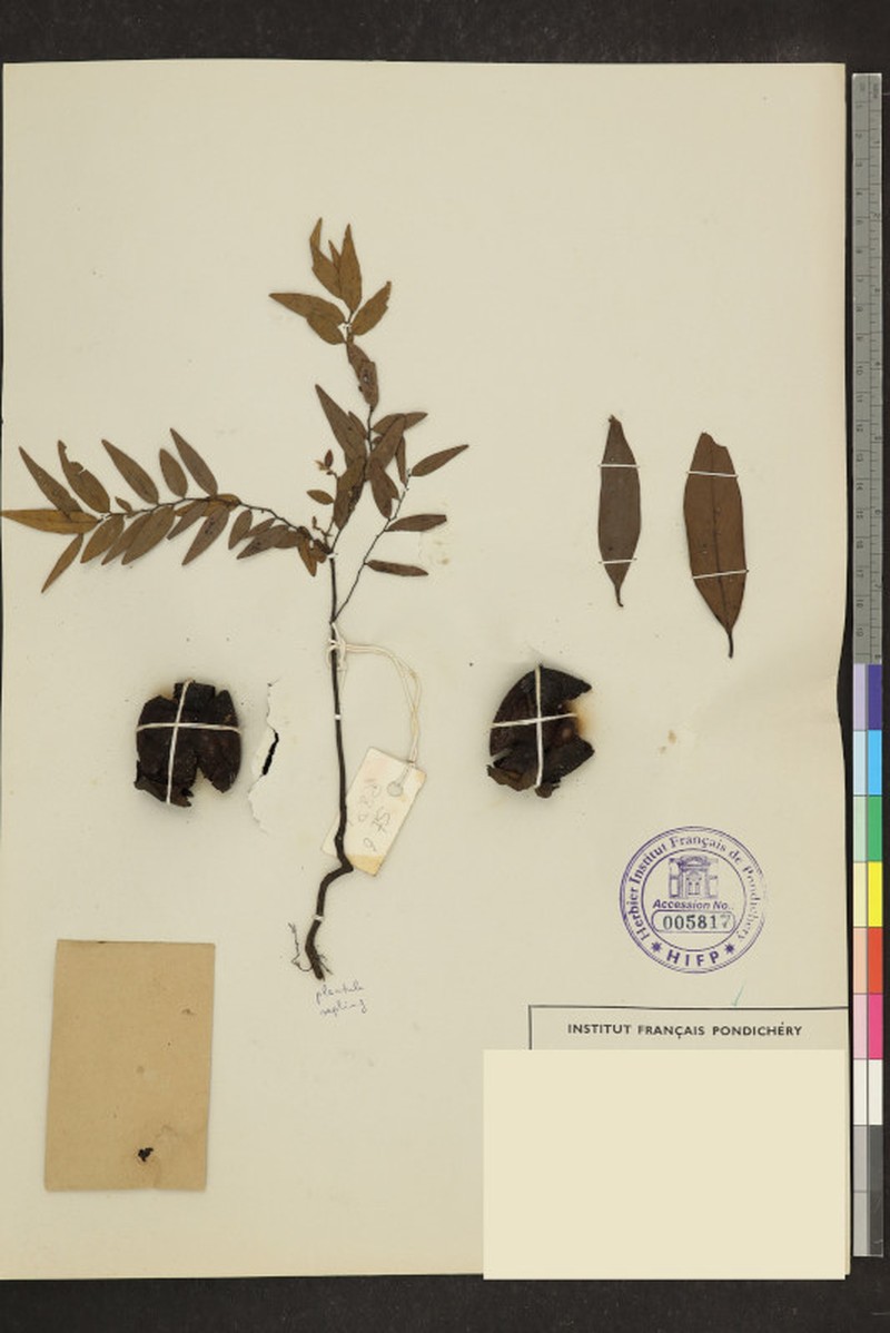 Diospyros barberi photo 5