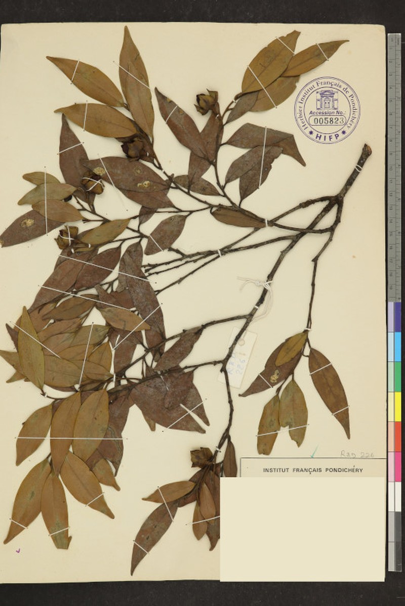Diospyros barberi photo 6
