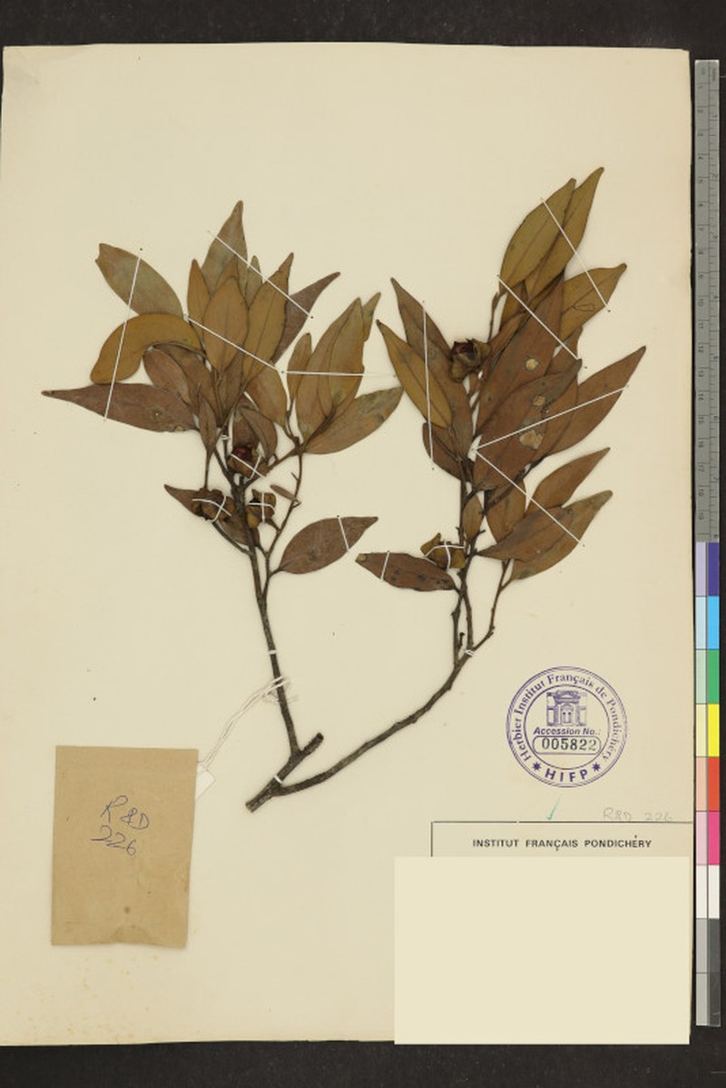Diospyros barberi photo 7