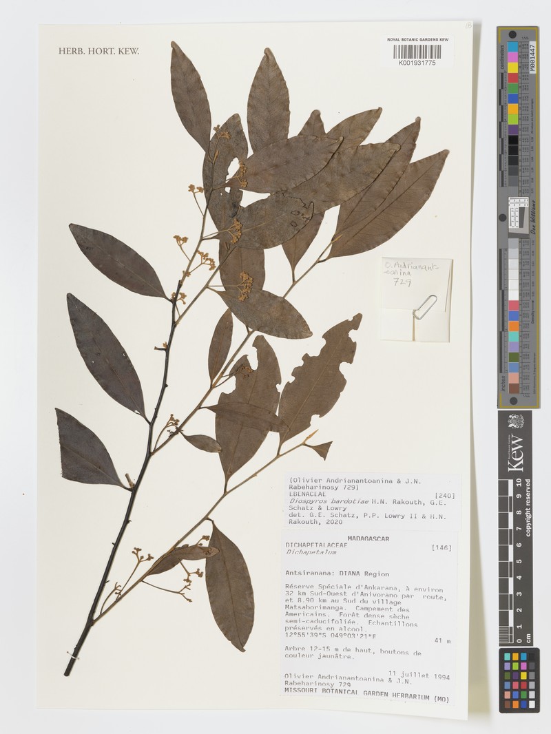 Diospyros bardotiae