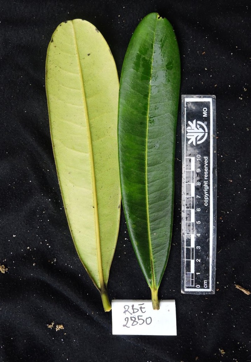 Diospyros baronii