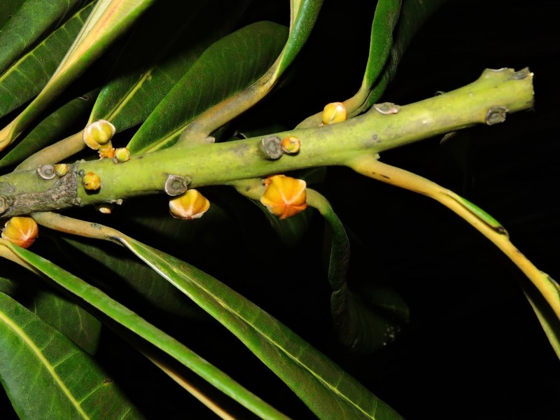 Diospyros baronii photo 5