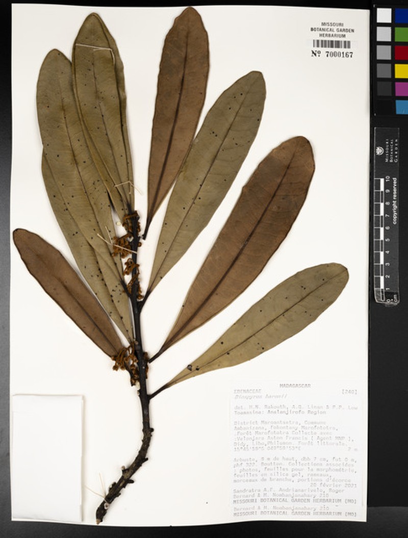Diospyros baronii photo 8