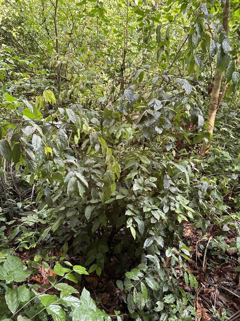 Diospyros barteri photo 2