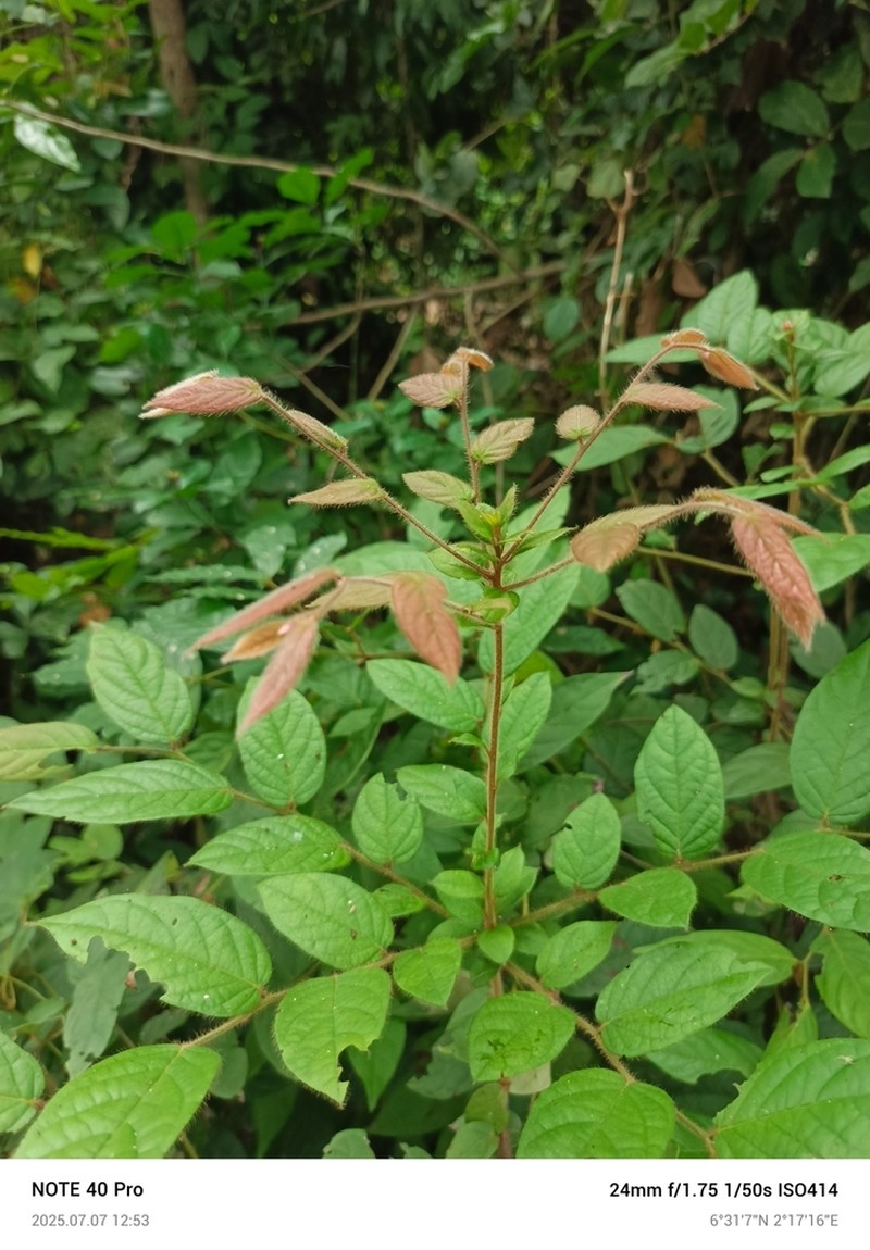 Diospyros barteri photo 3