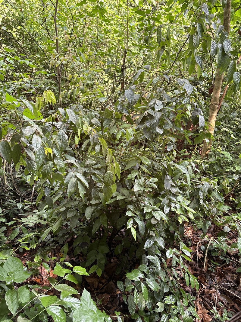 Diospyros barteri photo 4