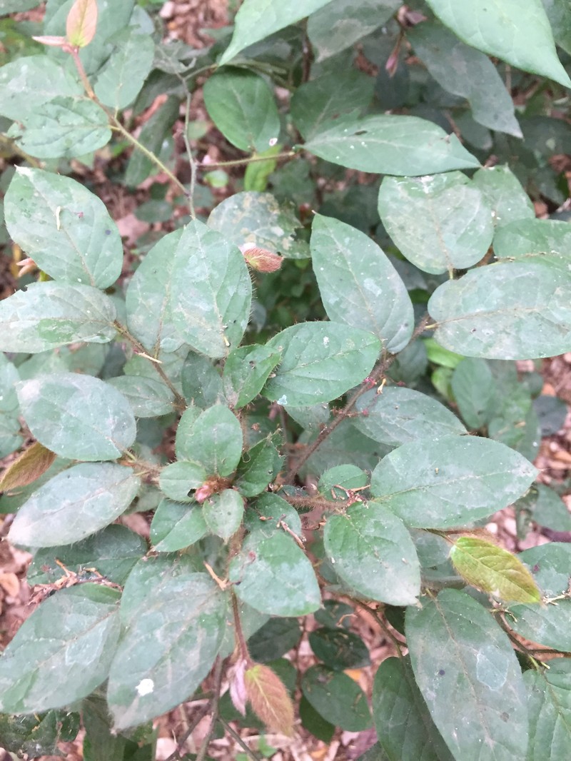 Diospyros barteri photo 5