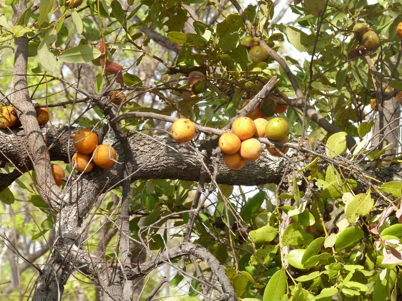 Diospyros batocana photo 2