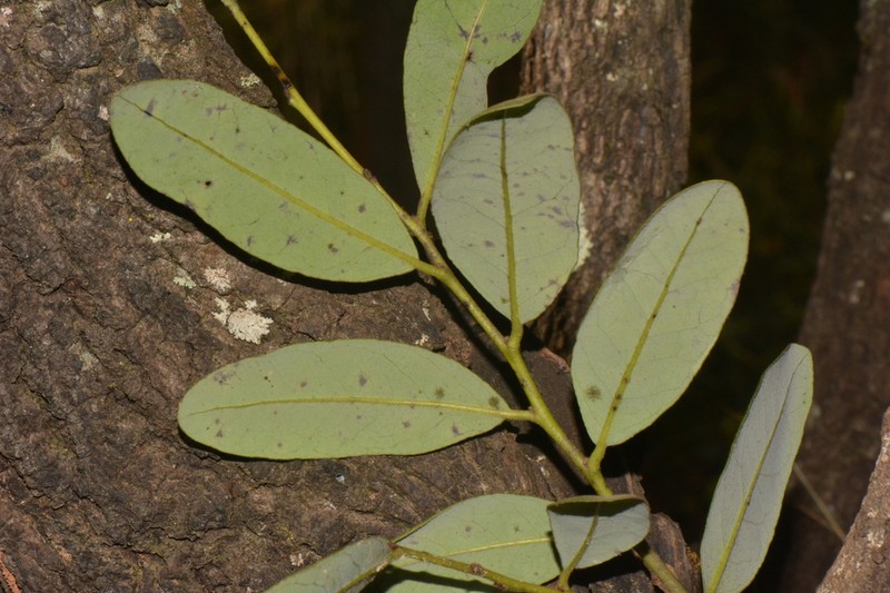 Diospyros batocana photo 3