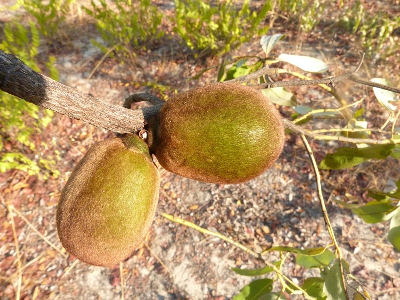 Diospyros batocana photo 4