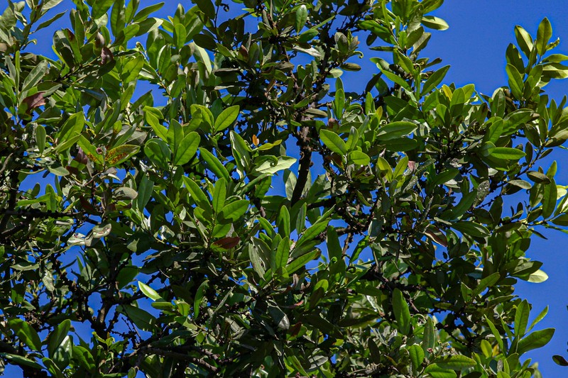 Diospyros batocana photo 5