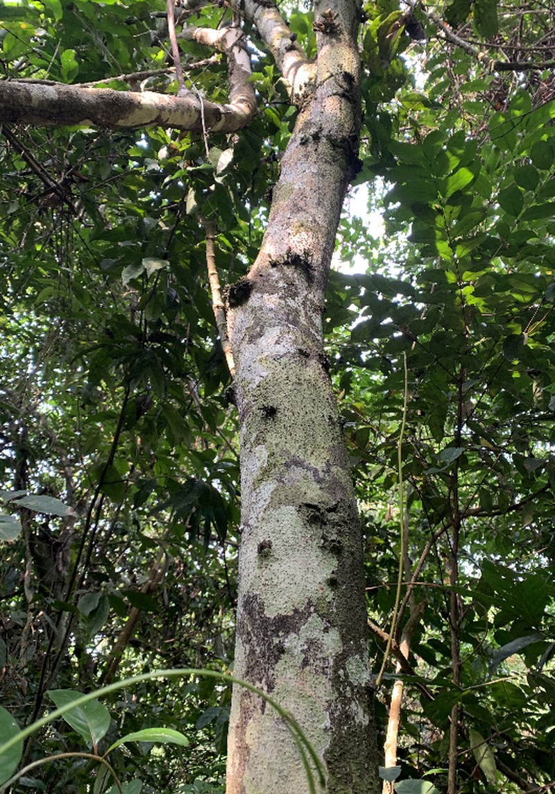 Diospyros batocana photo 6