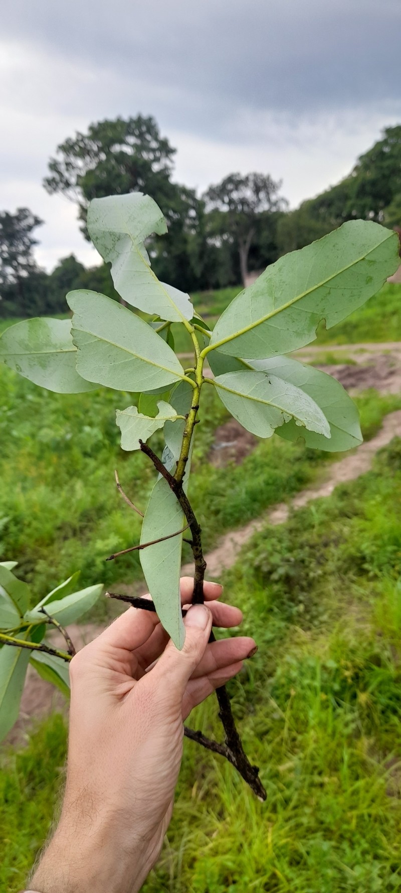 Diospyros batocana photo 7