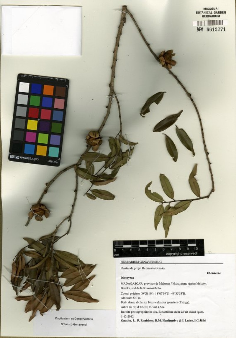 Diospyros beankensis