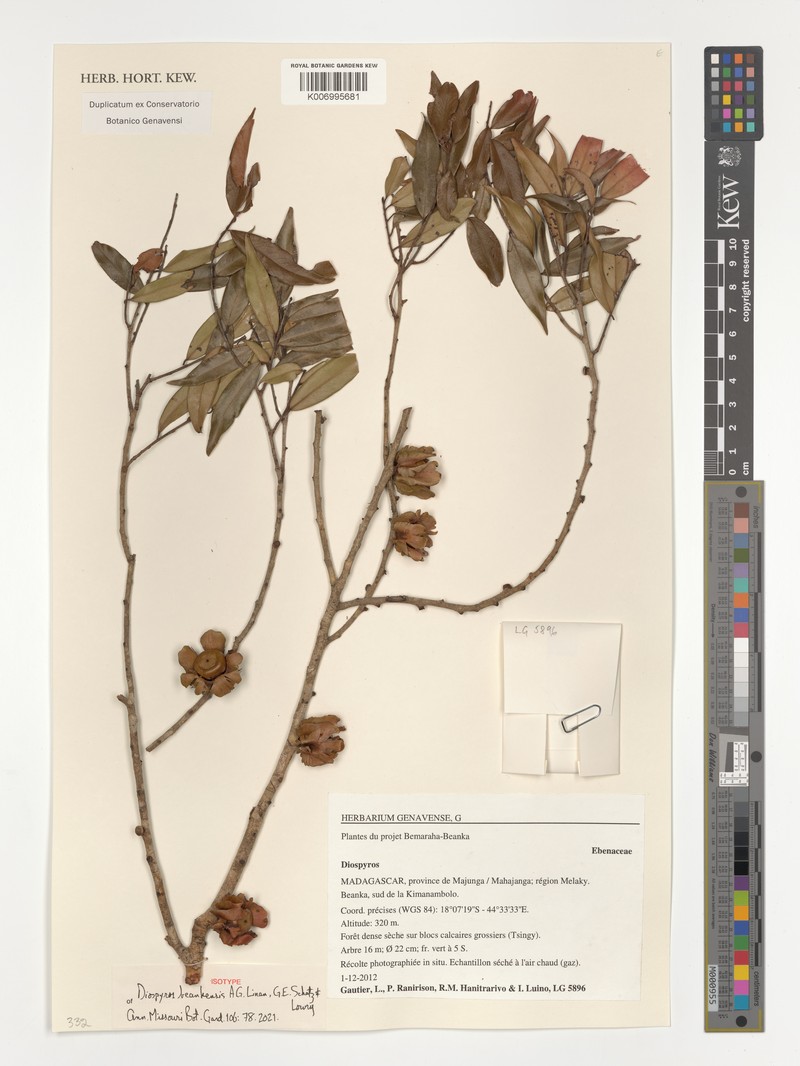 Diospyros beankensis photo 2