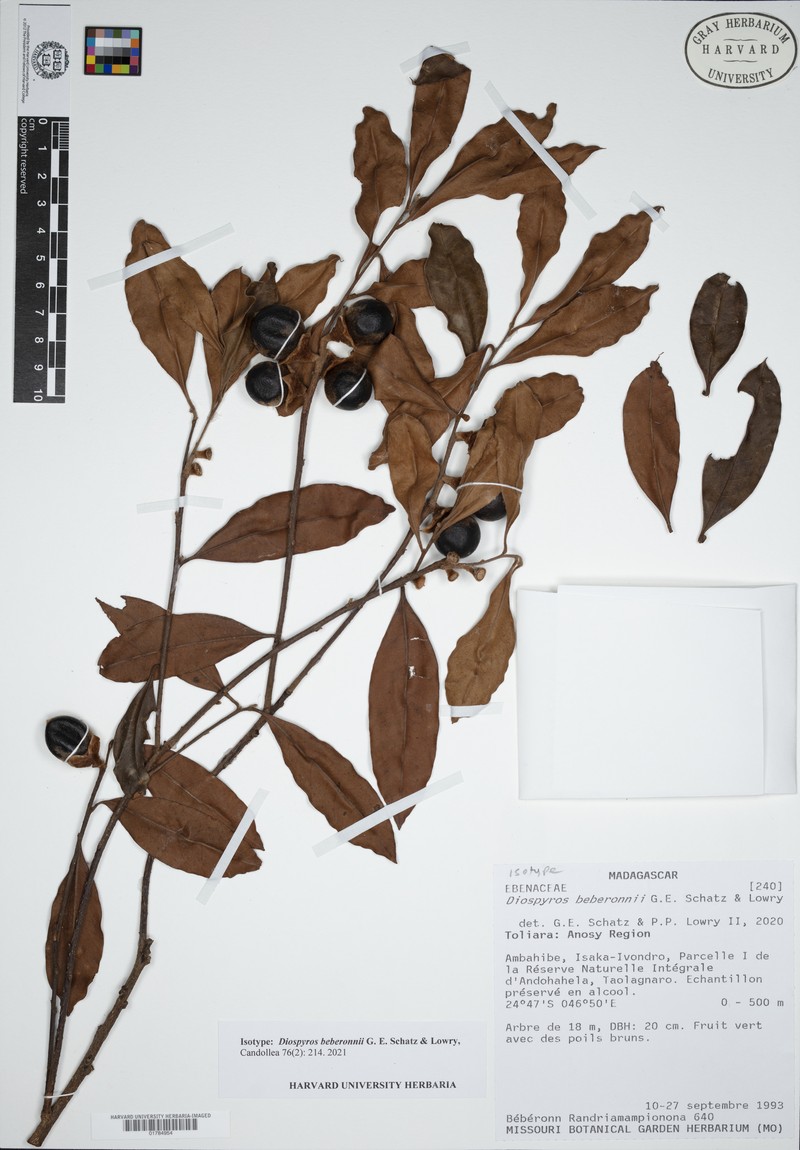 Diospyros beberonnii