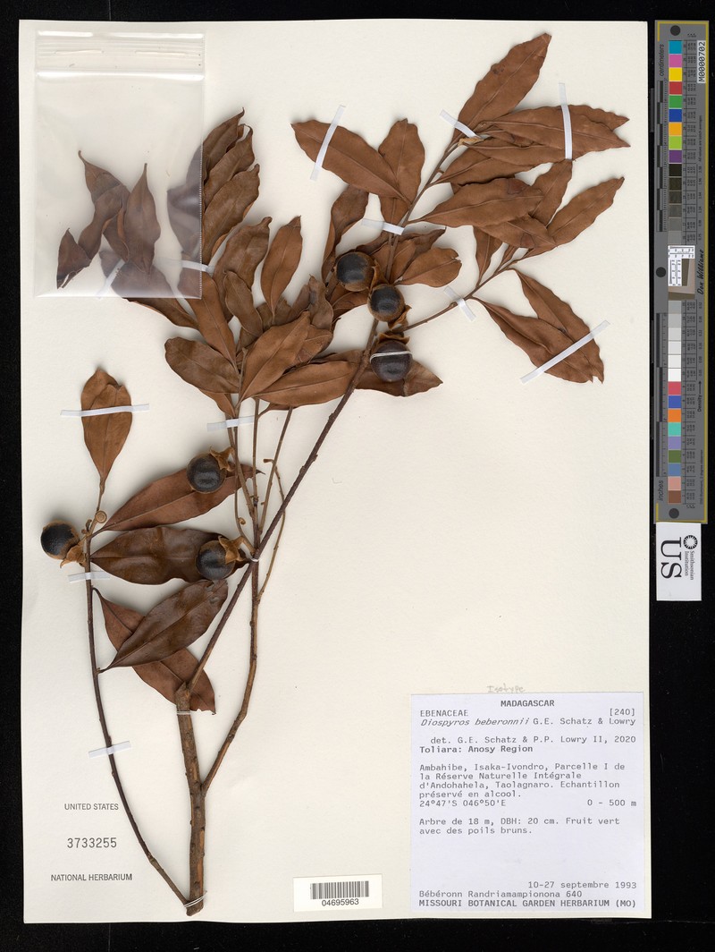 Diospyros beberonnii photo 2