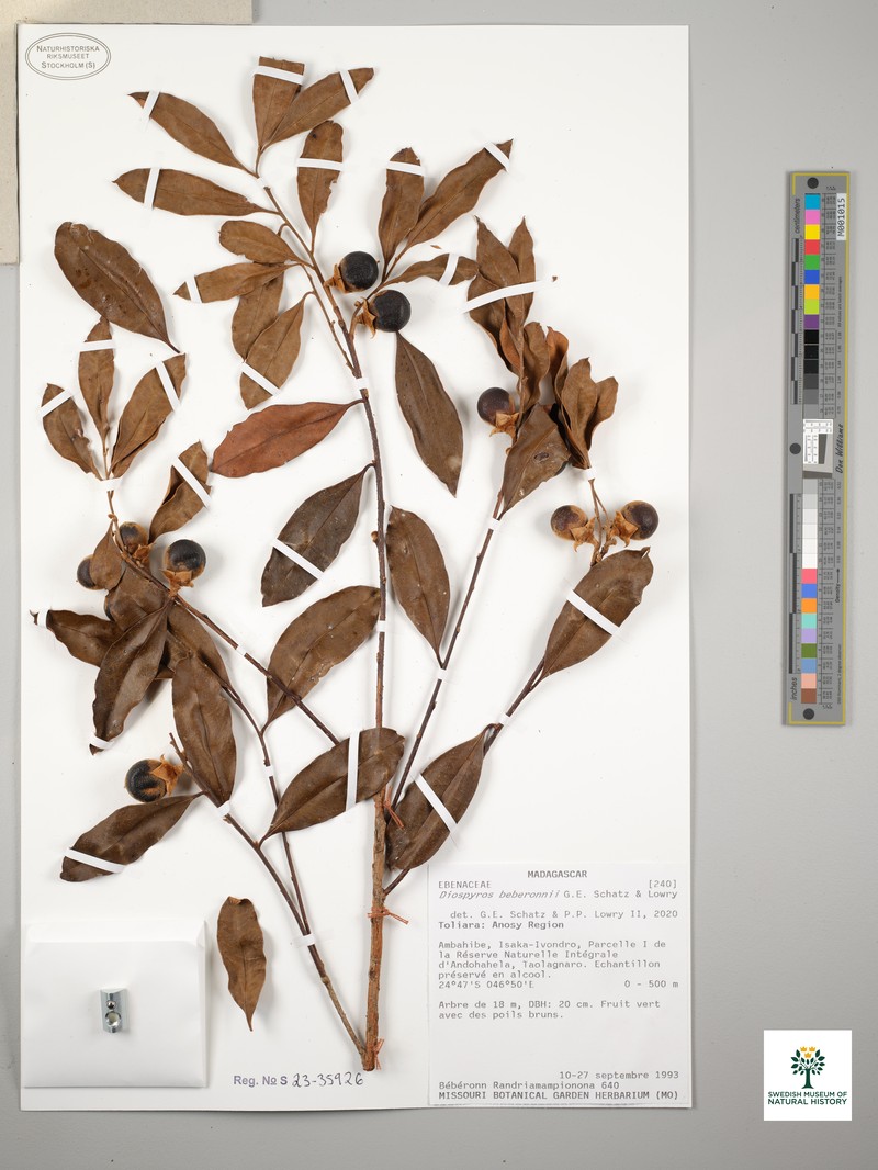 Diospyros beberonnii photo 3