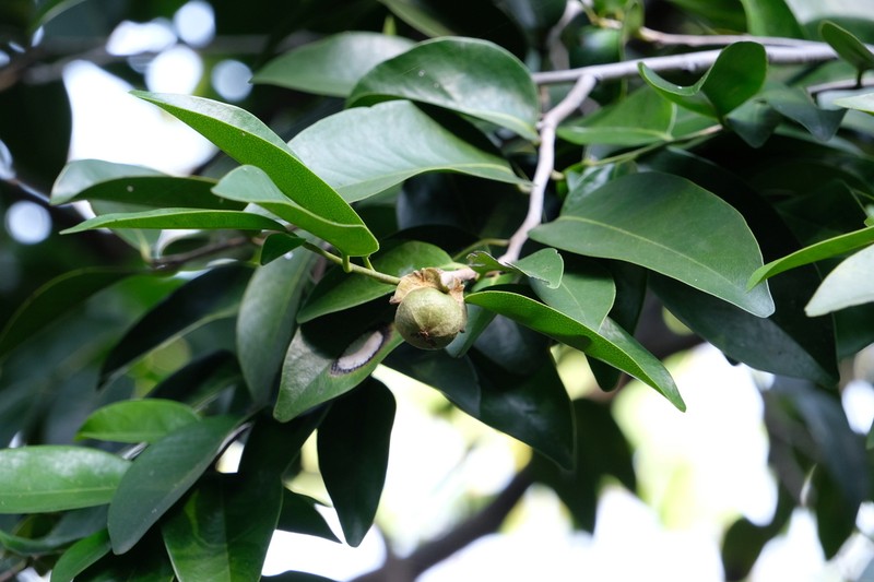 Diospyros bejaudii