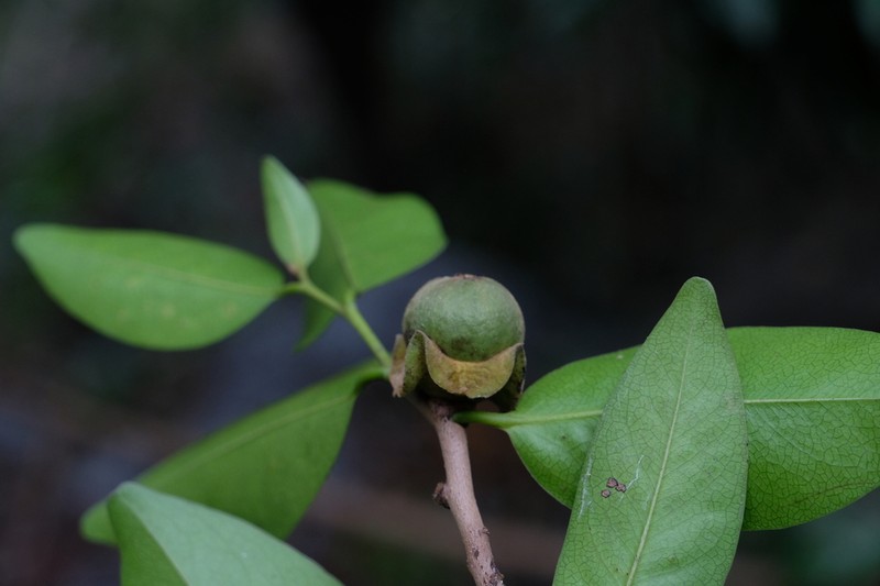 Diospyros bejaudii photo 2