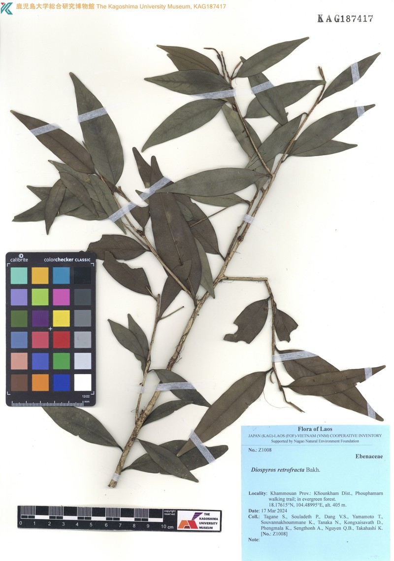 Diospyros bejaudii photo 3