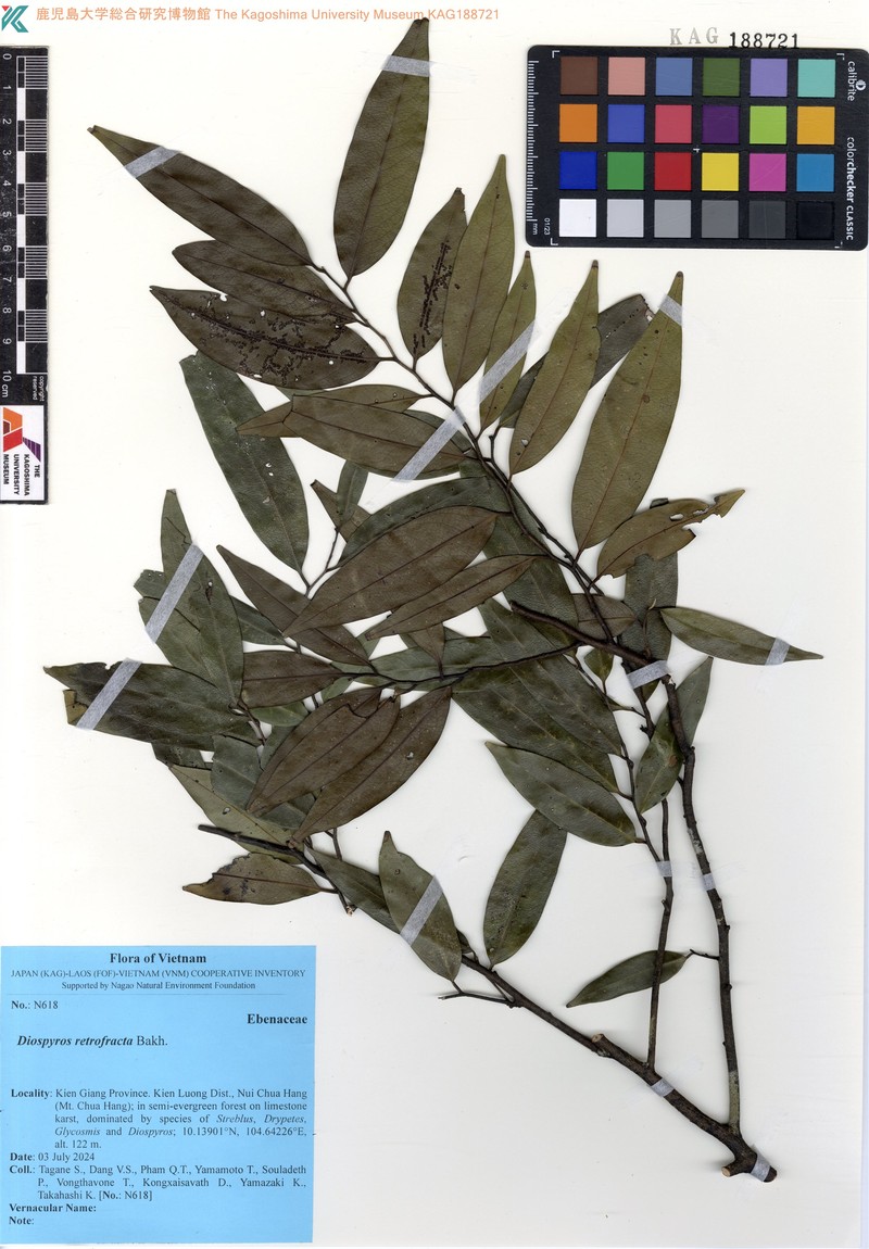 Diospyros bejaudii photo 4