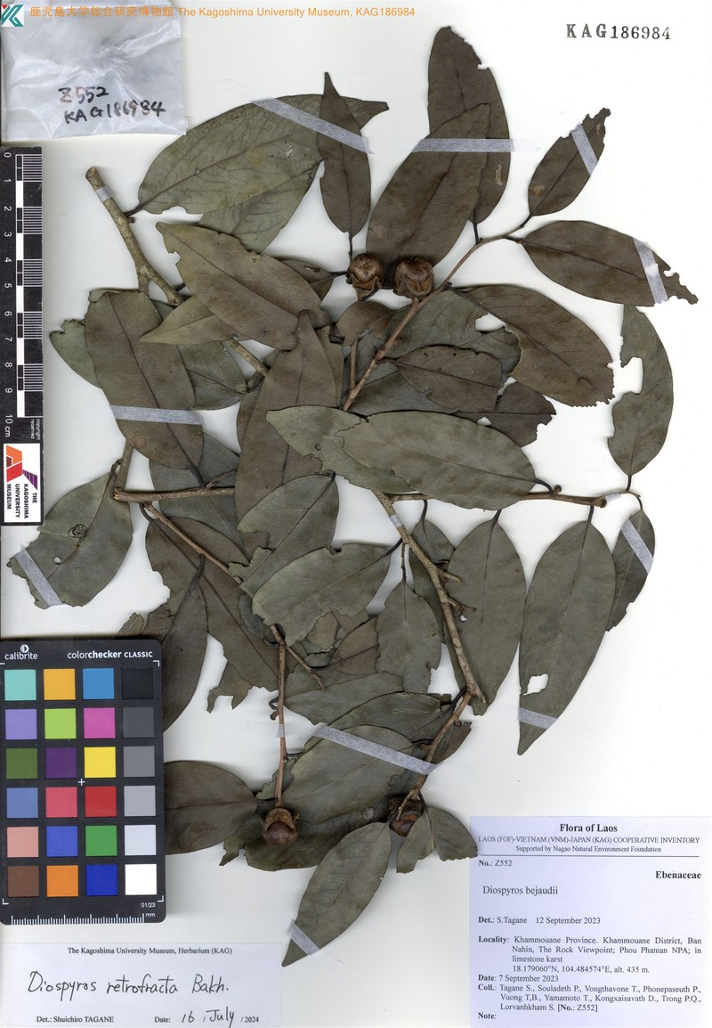 Diospyros bejaudii photo 5