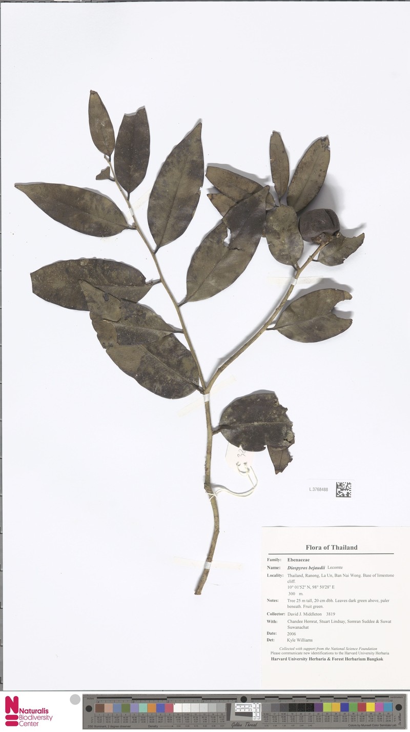 Diospyros bejaudii photo 6