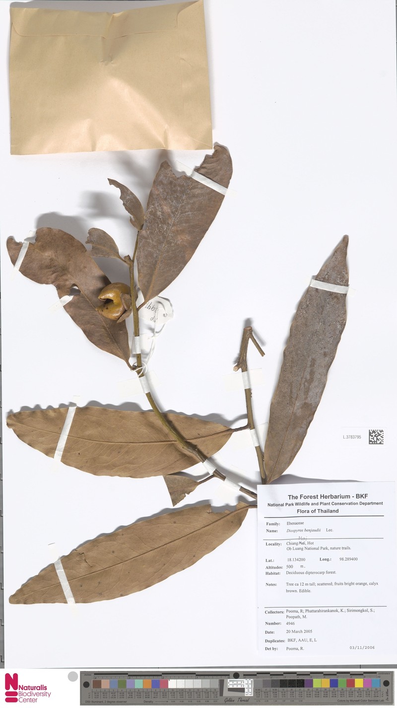 Diospyros bejaudii photo 7