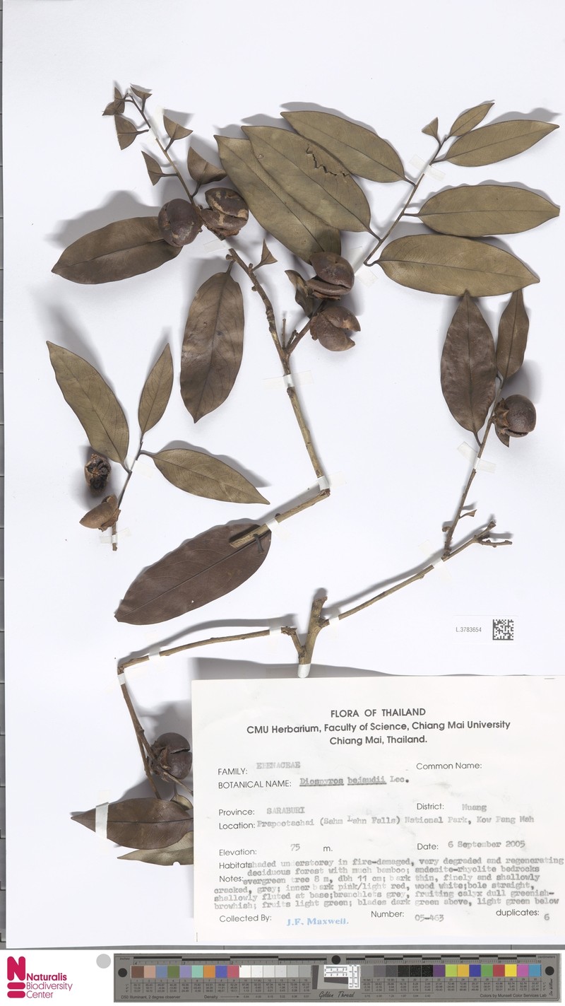 Diospyros bejaudii photo 8