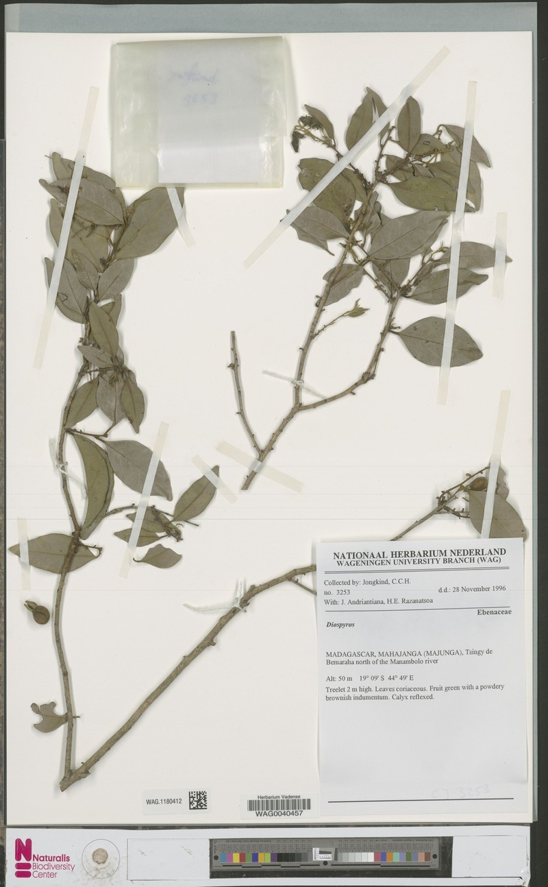 Diospyros bemarivensis