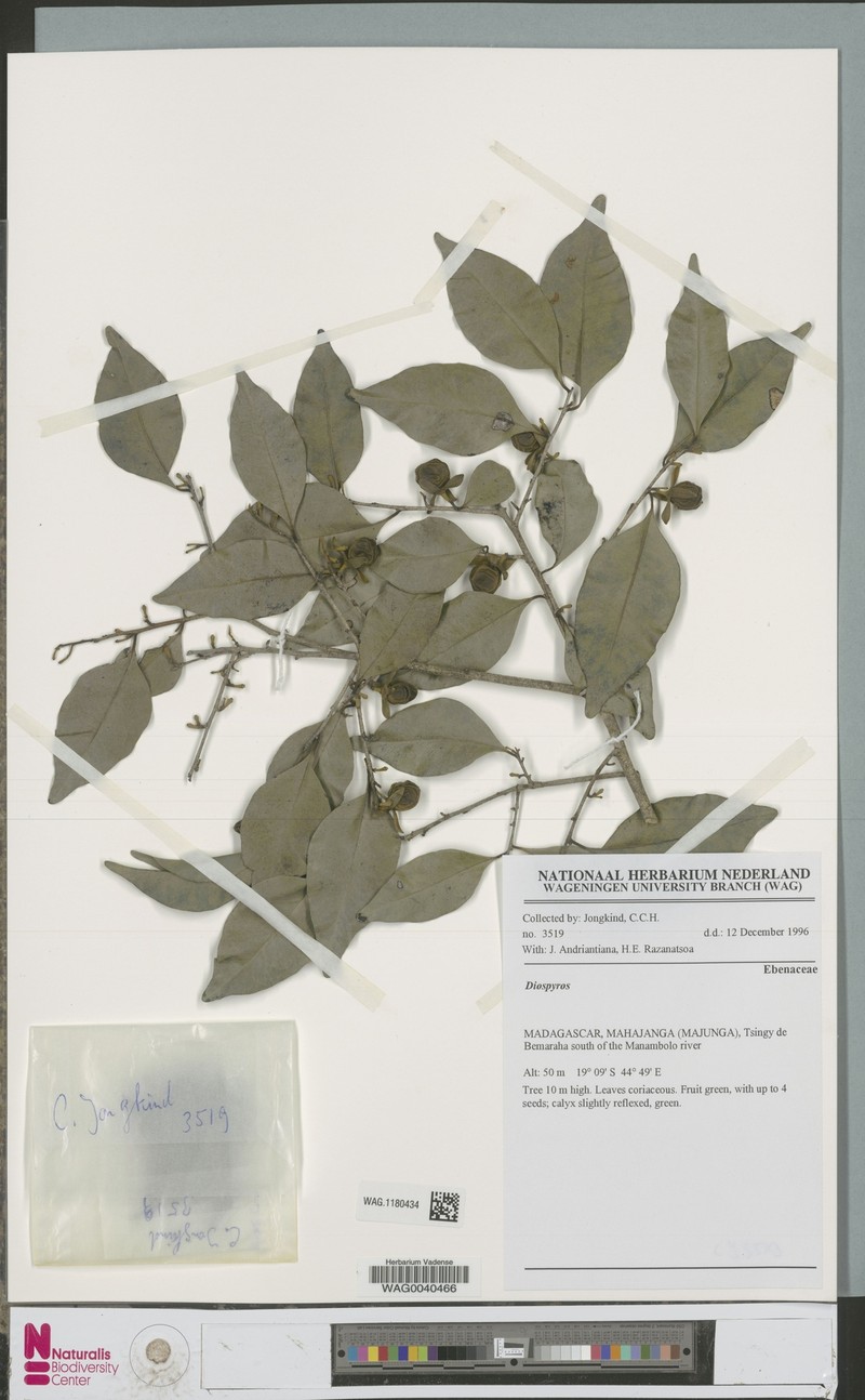 Diospyros bemarivensis photo 2