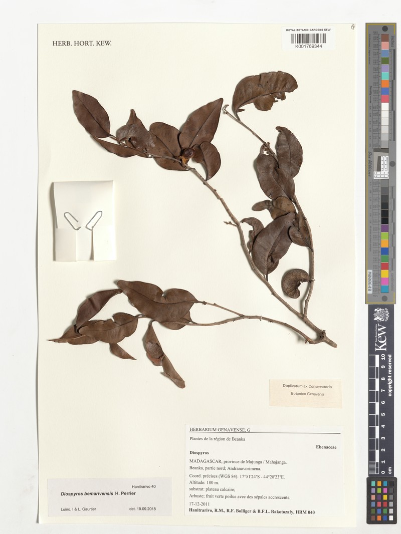Diospyros bemarivensis photo 3