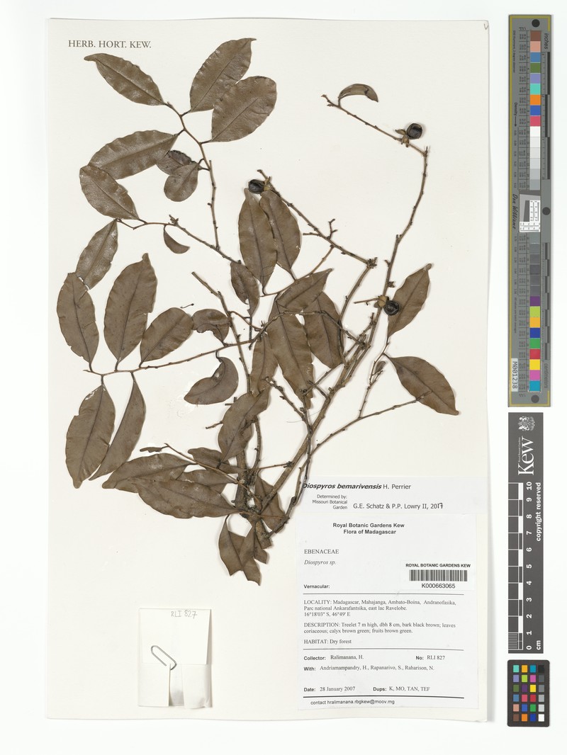 Diospyros bemarivensis photo 4