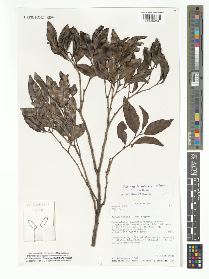 Diospyros bemarivensis photo 5