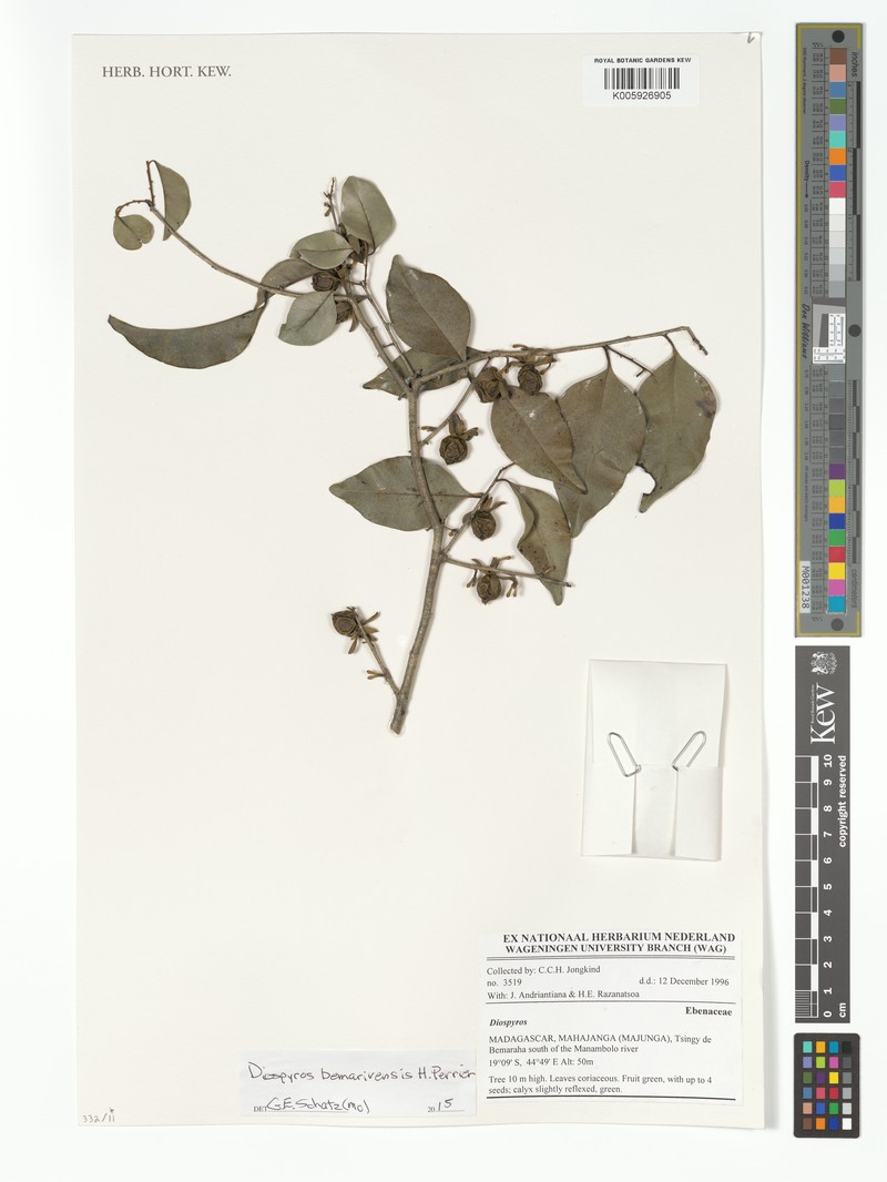 Diospyros bemarivensis photo 6