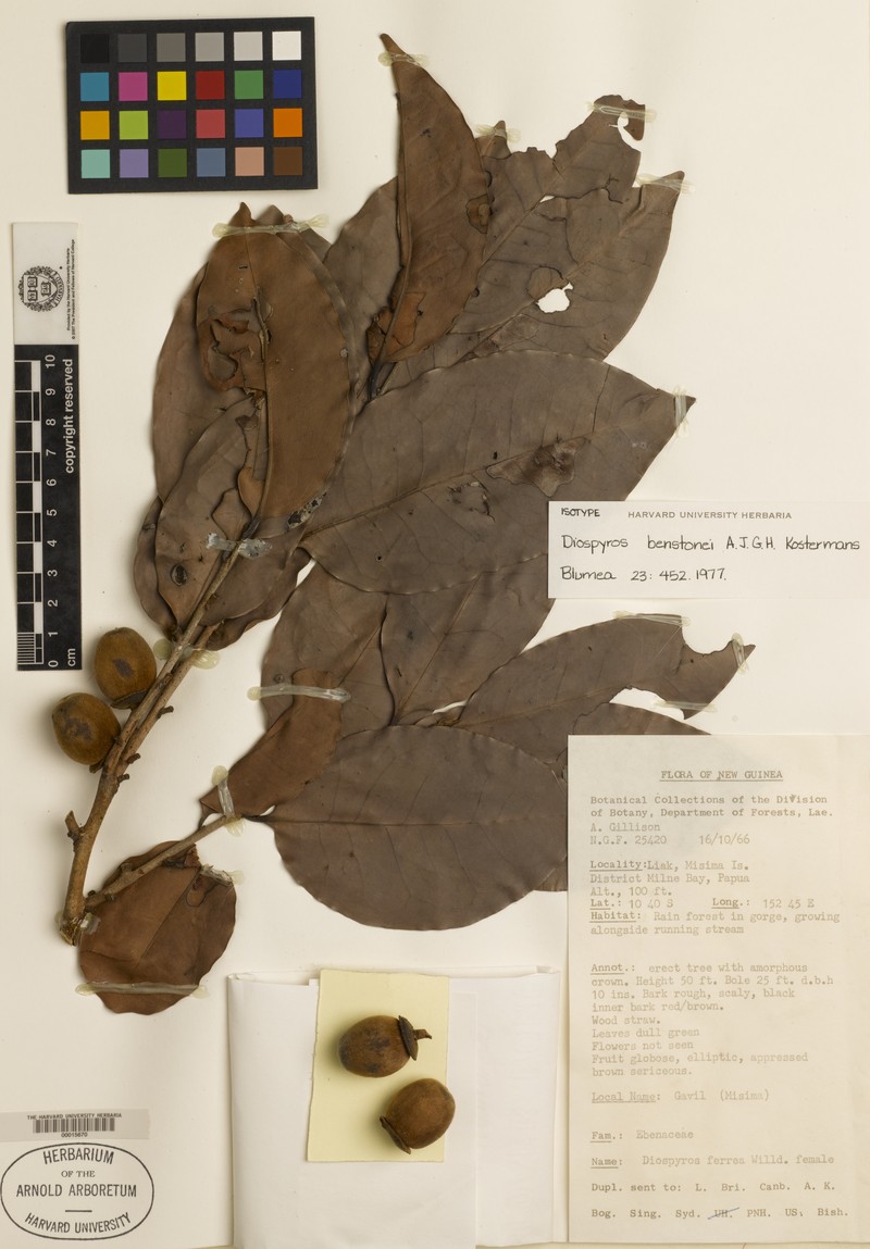 Diospyros benstonei