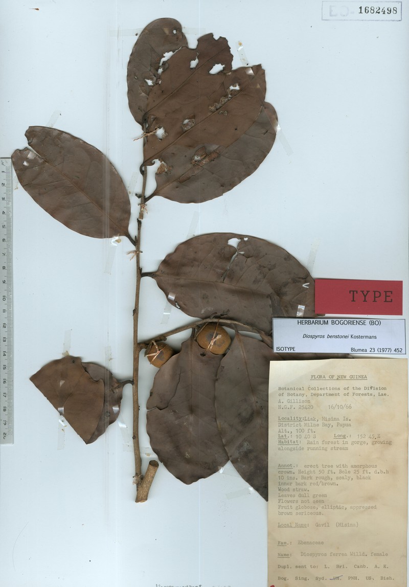 Diospyros benstonei photo 2