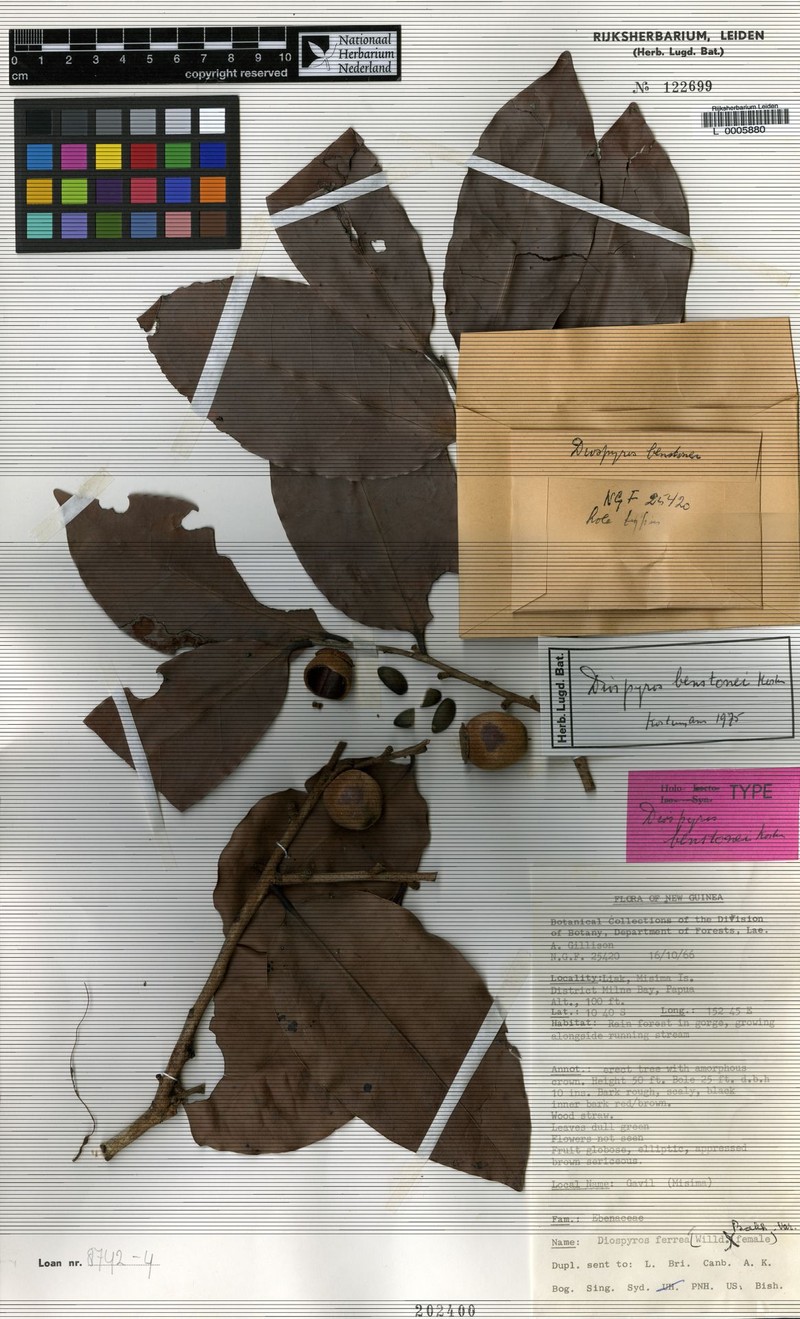Diospyros benstonei photo 3